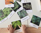 Pacific Northwest Tree Cards