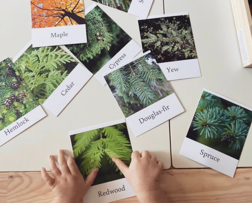 Pacific Northwest Tree Cards