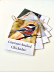 Pacific Northwest Birds Cards