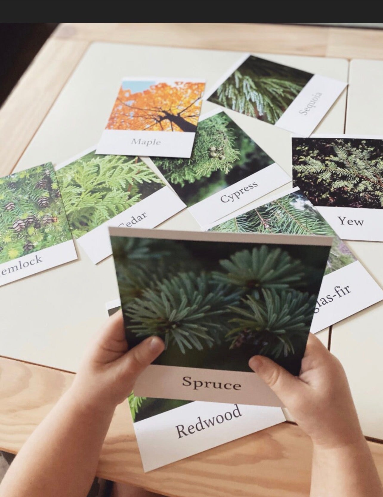 Pacific Northwest Tree Cards