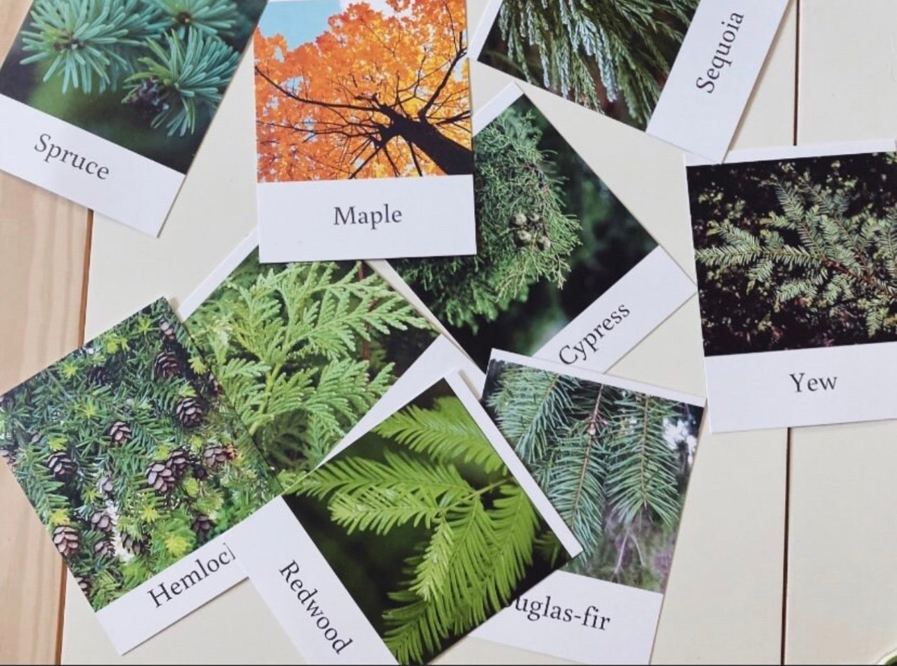 Pacific Northwest Tree Cards