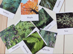 Pacific Northwest Tree Cards
