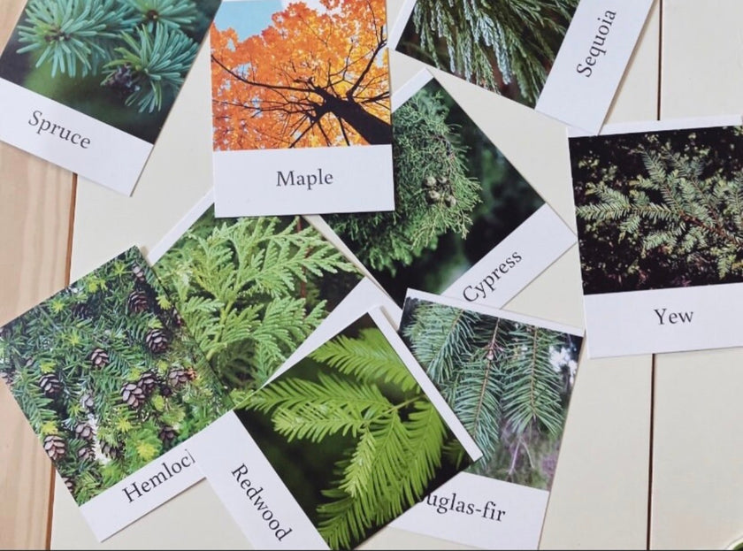 Pacific Northwest Tree Cards