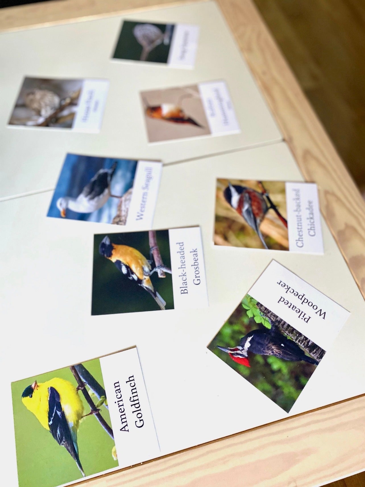 Pacific Northwest Birds Cards