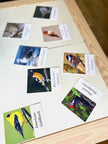 Pacific Northwest Birds Cards