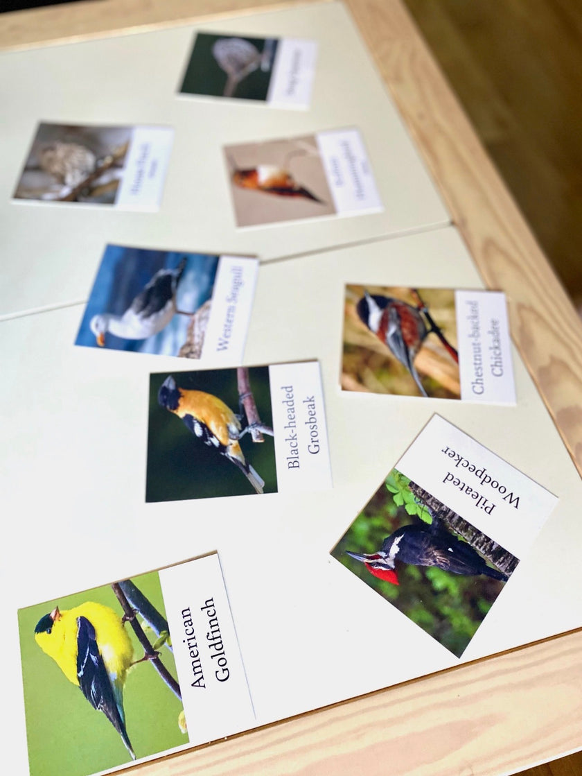 Pacific Northwest Birds Cards