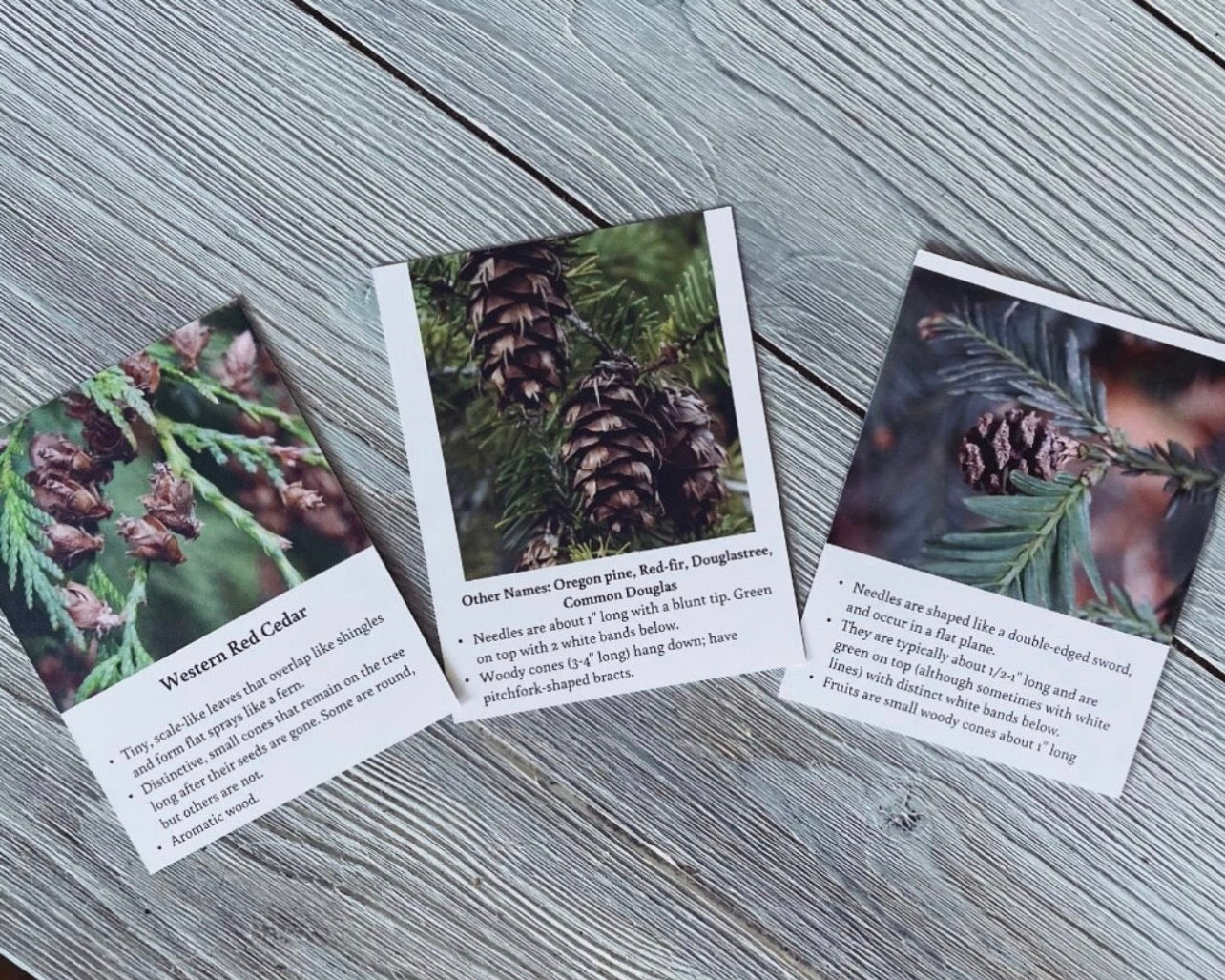 Pacific Northwest Tree Cards