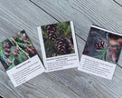 Pacific Northwest Tree Cards