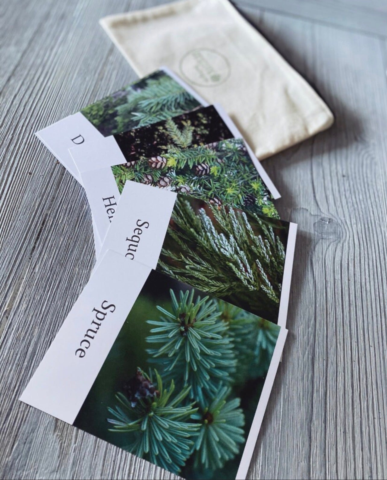 Pacific Northwest Tree Cards