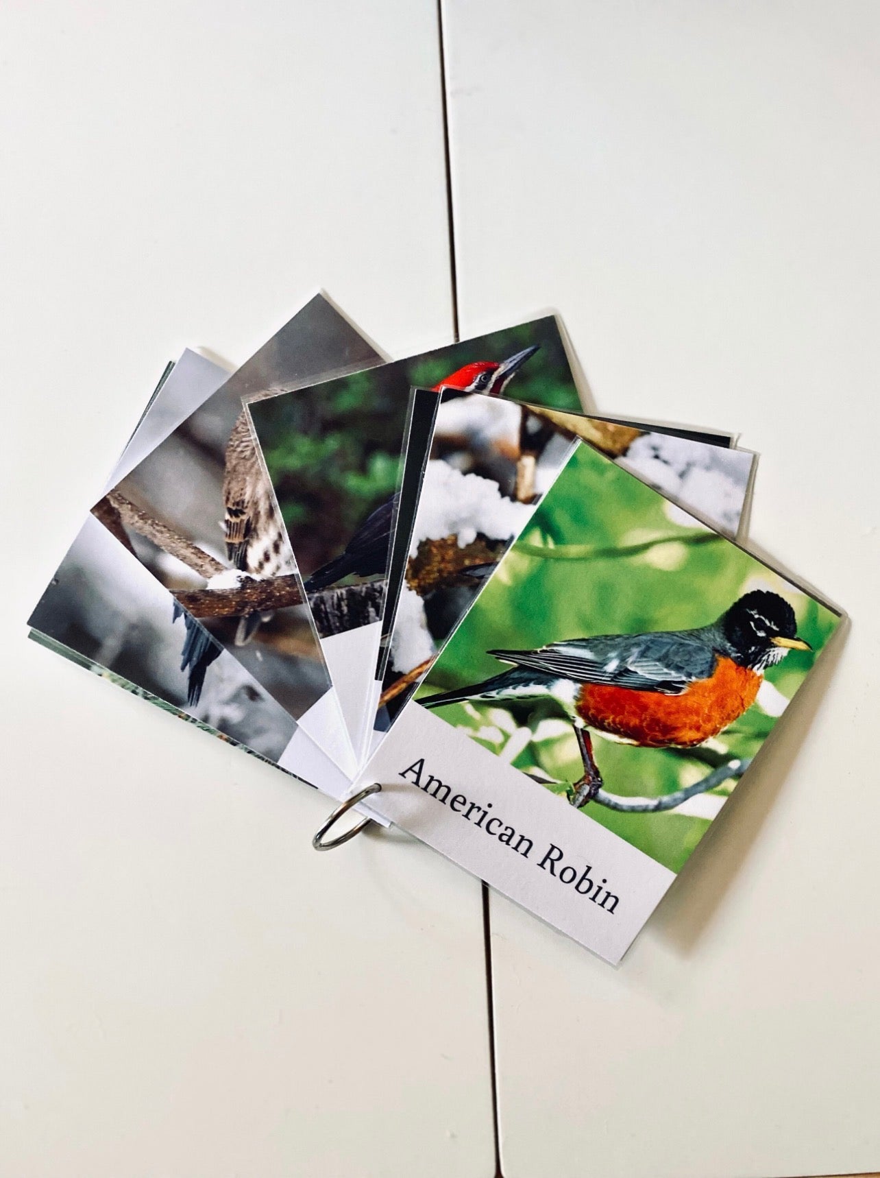 Pacific Northwest Birds Cards